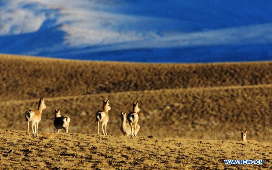 Wild animals on Haltern plateau in NW China's Gansu