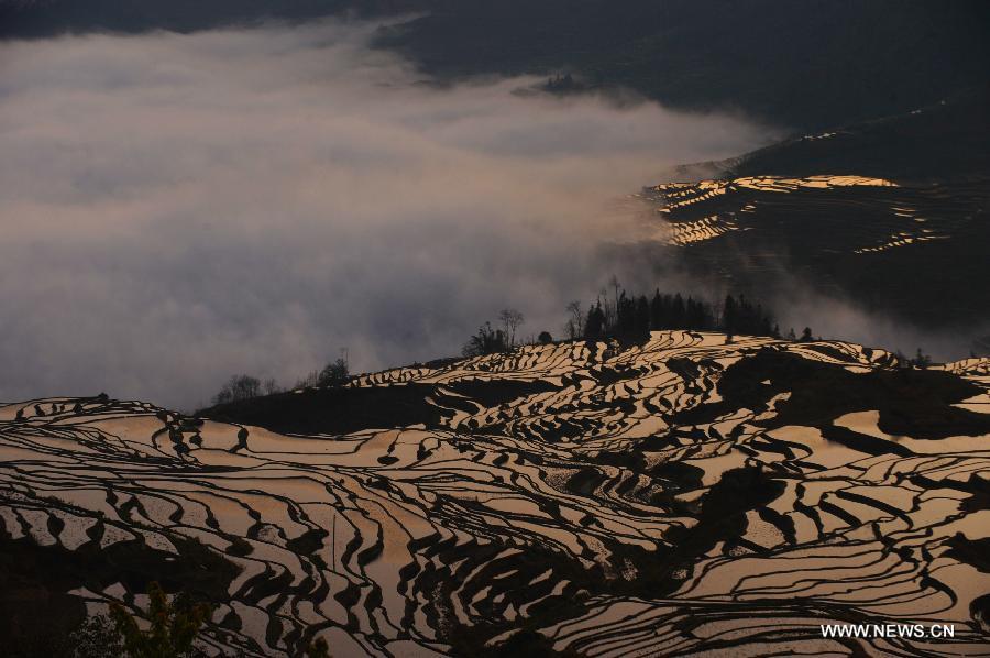 Painting-like scenery of Hani terraced fields in SW China