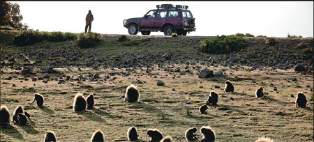 Monkey business in the Simien Mountains