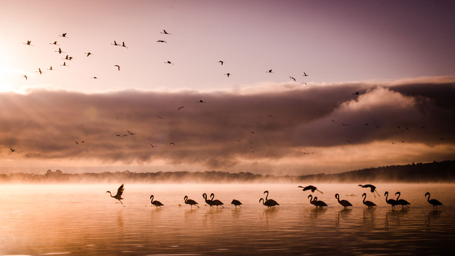 Flamingos at Crater's Lake