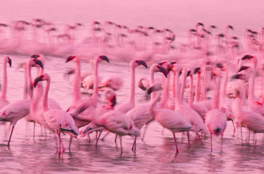 Flamingos at Crater's Lake