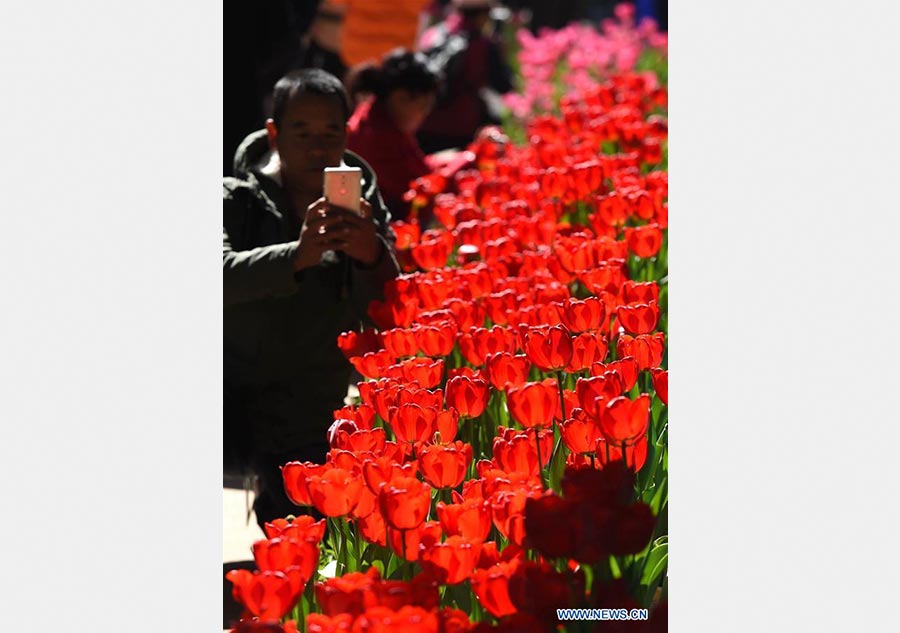 Kunming's hospitable weather attracts visitors