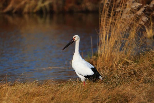 Endangered water bird Oriental stork seen in Naolihe reserve