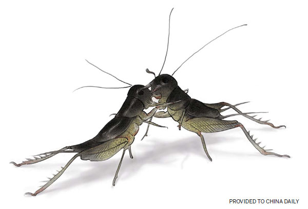 May the best insect win