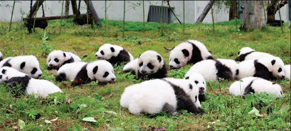 Pandas rebound from earthquake - AFRICA - Chinadaily.com.cn