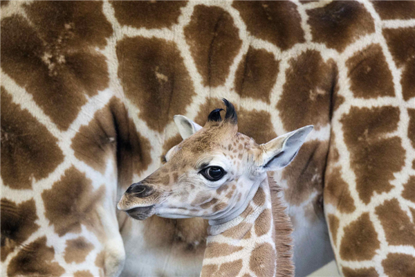 Baby giraffe named to honour shooting victims