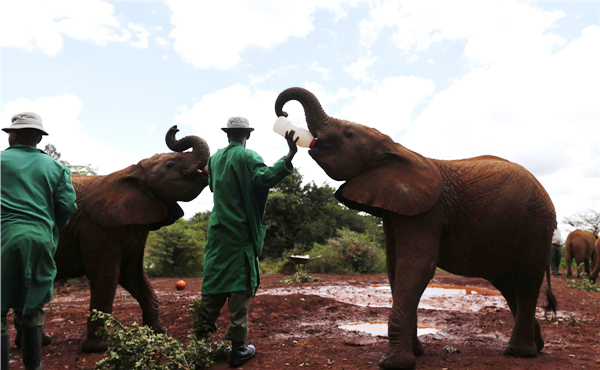 Elephant orphanage in Nairobi