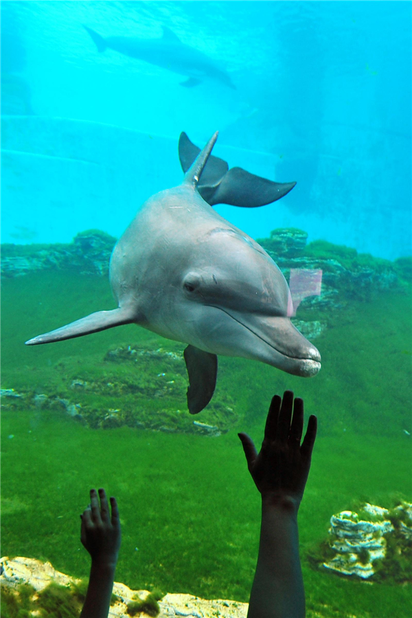 World's largest aquarium in Singarpore