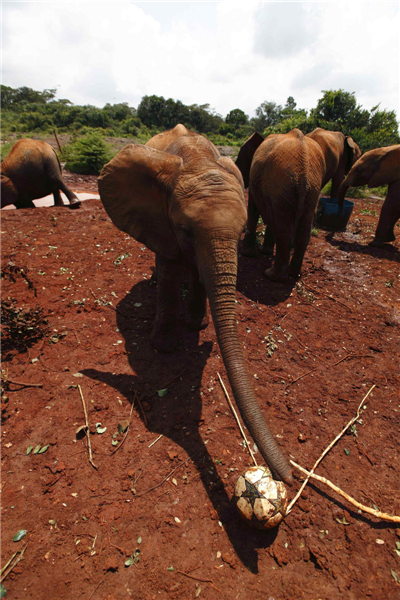 Orphaned elephants in Kenya