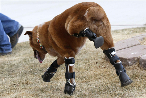Intrepid pup shows off prosthetic paws
