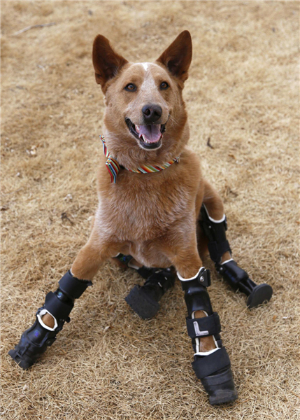 Intrepid pup shows off prosthetic paws
