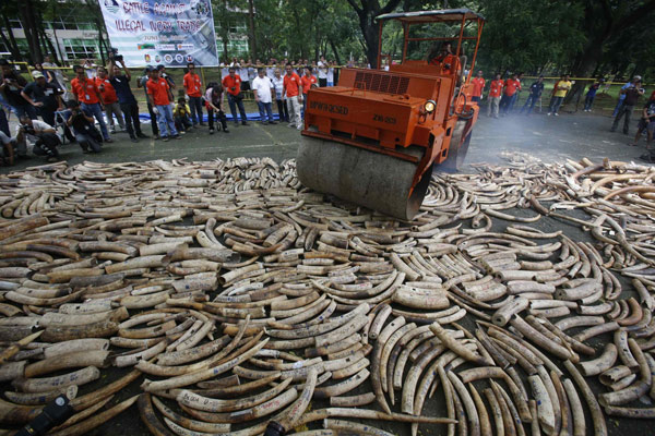 Philippines destroys 5 tons of elephant tusks