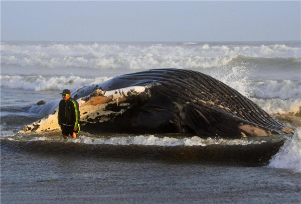 A humpback whale stranded in California