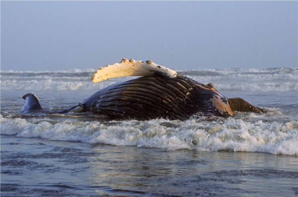 A humpback whale stranded in California