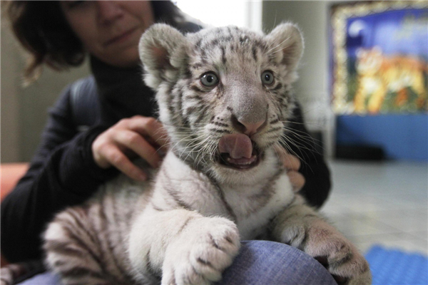 Bengal tiger cub makes its debut in Peru