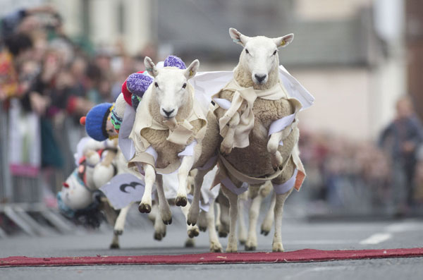Annual sheep race in Scotland