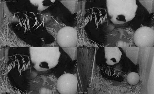 Panda cub born at US National Zoo