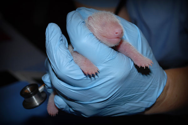 Newly born panda cub at Washington zoo doing fine