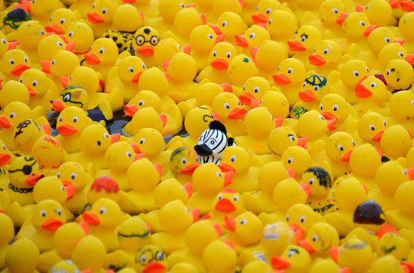 12,000 rubber ducks swim for contest