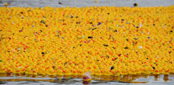 12,000 rubber ducks swim for contest