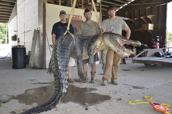 Record alligator caught in Mississippi River