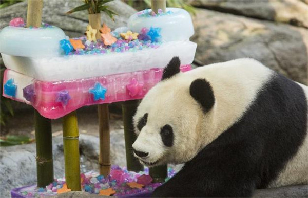 Panda 'Bai Yun' celebrates 22nd birthday in US