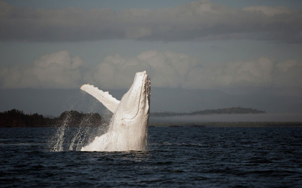 Rare humpback whale spotted in Australia