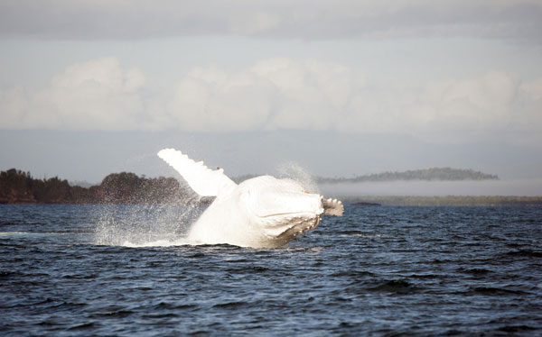 Rare humpback whale spotted in Australia