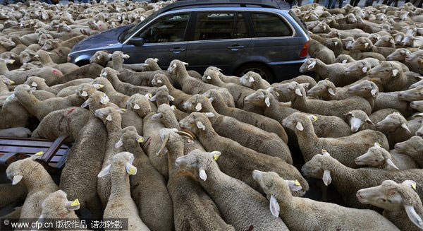 Farmers herd sheep through Madrid