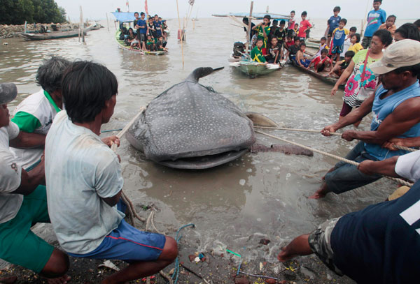 Dead whale shark hauled ashore in Indonesia