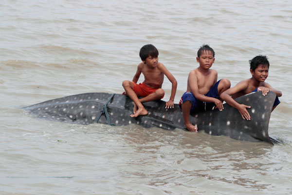 Dead whale shark hauled ashore in Indonesia