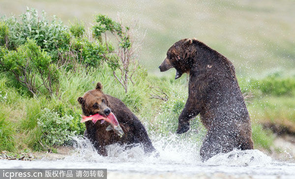 Bears fighting for salmon catch
