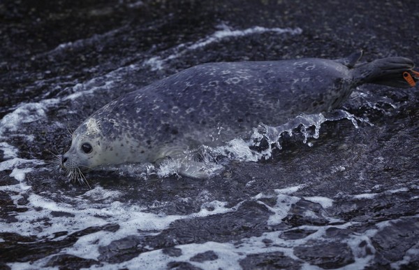 Vancouver Aquarium sets free 7 harbour seals