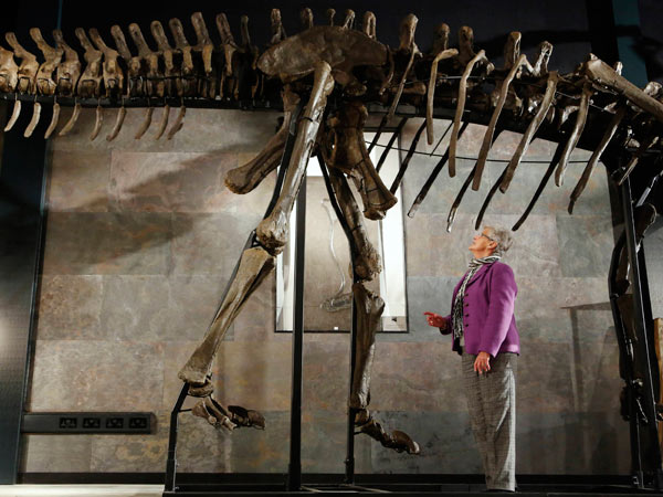 Rare diplodocus dinosaur sells for $650,000