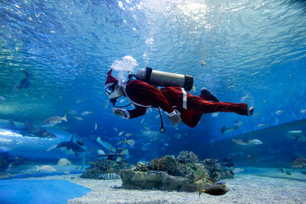 Santa Claus swims at the Manila Ocean Park