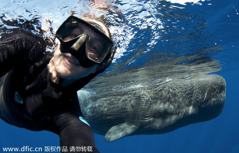 Freediver takes cheeky selfie with soerm whale