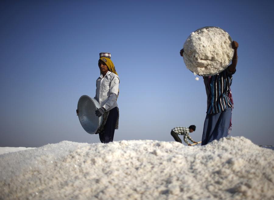 Laborers collect salt at salt pan in the western Indian state of Gujarat