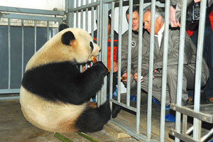 Meet panda maniacs' collection