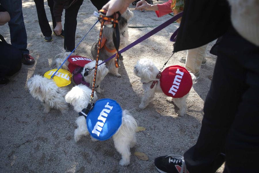 Halloween Dog Parade kicks off in New York