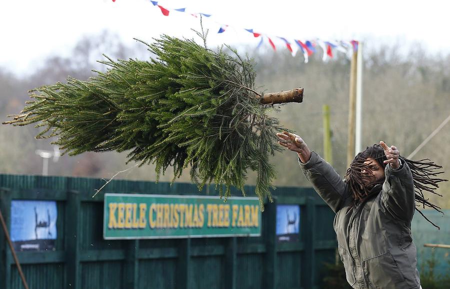 Christmas Tree Throwing Championships held in UK