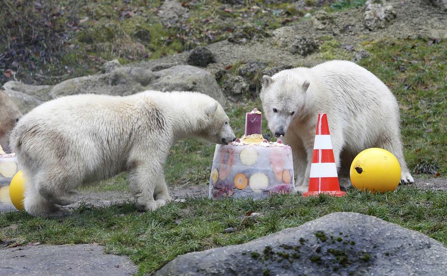 Polar bear twins celebrate 1st birthday