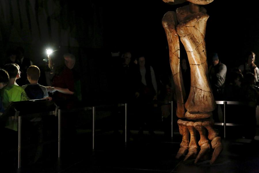Massive dinosaur skeleton will spill out of hall at NY museum
