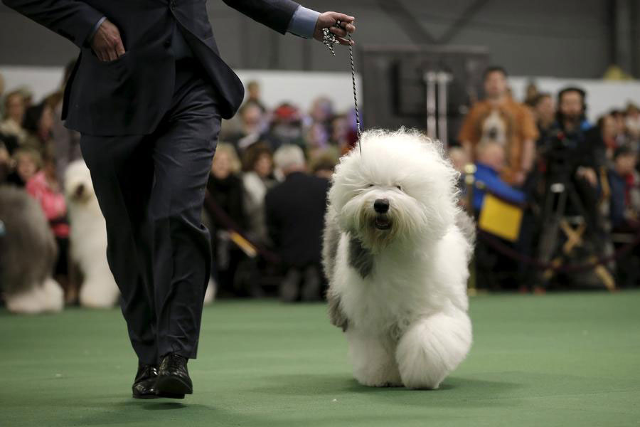 2016 Westminster Kennel Club Dog Show held in New York