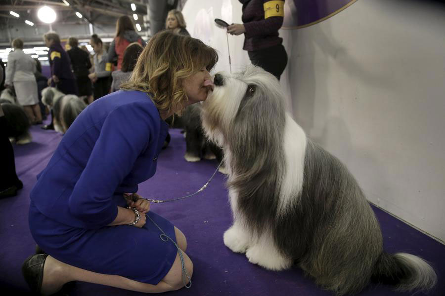 2016 Westminster Kennel Club Dog Show held in New York