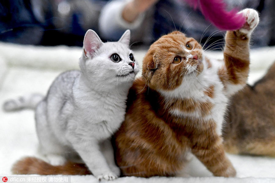 Moscow shows off its best felines at cat show