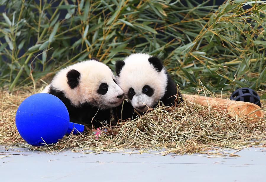 Toronto Zoo reveals names of twin giant pandas