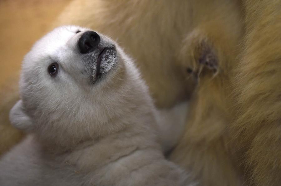 Polar bear cub unveiled at German zoo
