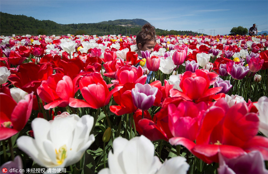 Abbotsford Tulip Festival kicks off in Canada