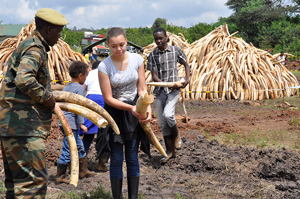 Kenya to burn 100 metric tons of illegal ivory
