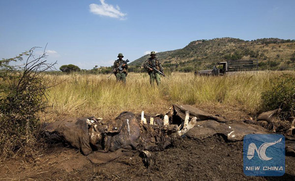 S. Africa loses 363 rhinos to poaching in 4 months: official